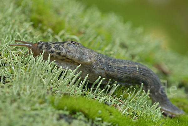 Großer Schnegel (Limax maximus)