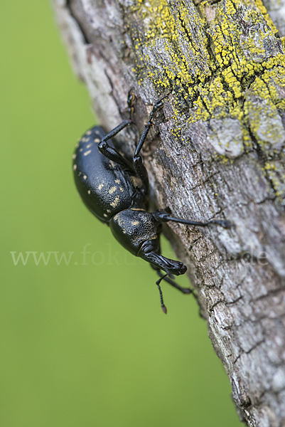 Großer Trägrüßler (Liparus glabrirostris)