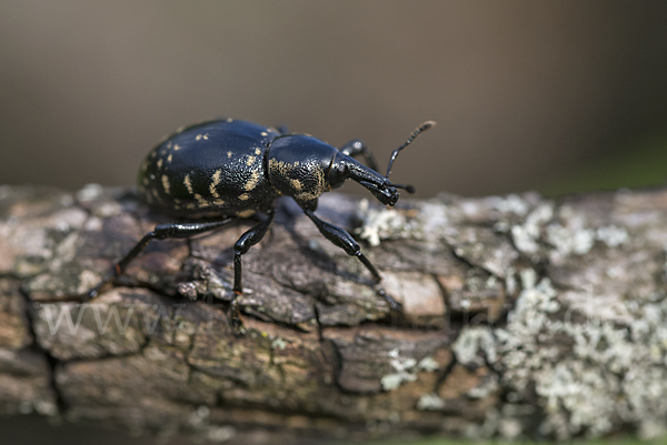 Großer Trägrüßler (Liparus glabrirostris)