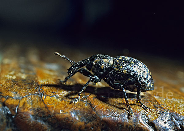 Großer Trägrüßler (Liparus glabrirostris)