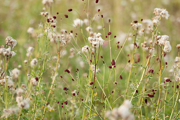 Großer Wiesenknopf (Sanguisorba officinalis)