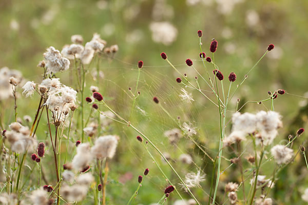 Großer Wiesenknopf (Sanguisorba officinalis)