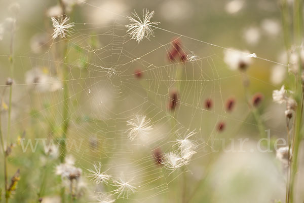 Großer Wiesenknopf (Sanguisorba officinalis)