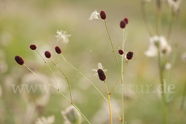 Großer Wiesenknopf (Sanguisorba officinalis)