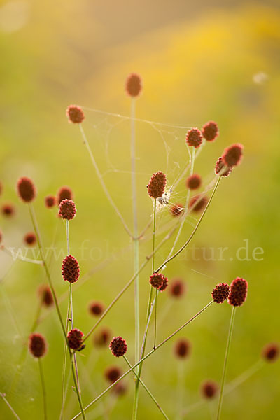 Großer Wiesenknopf (Sanguisorba officinalis)