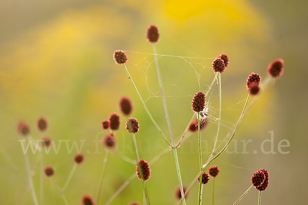 Großer Wiesenknopf (Sanguisorba officinalis)