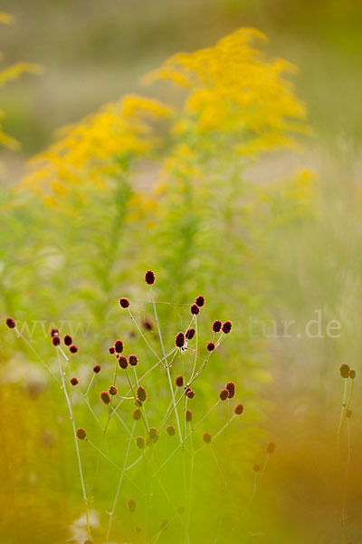 Großer Wiesenknopf (Sanguisorba officinalis)