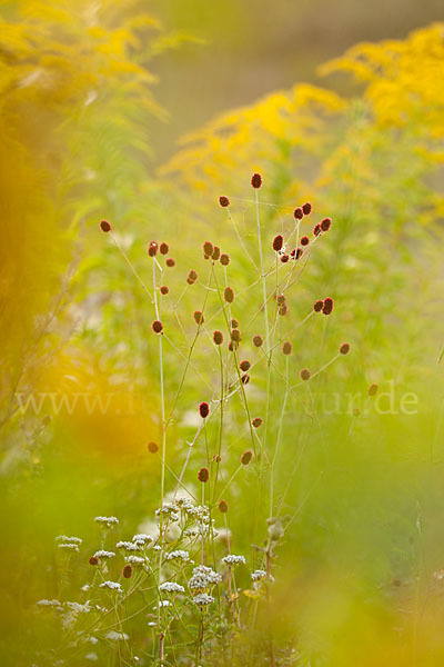 Großer Wiesenknopf (Sanguisorba officinalis)