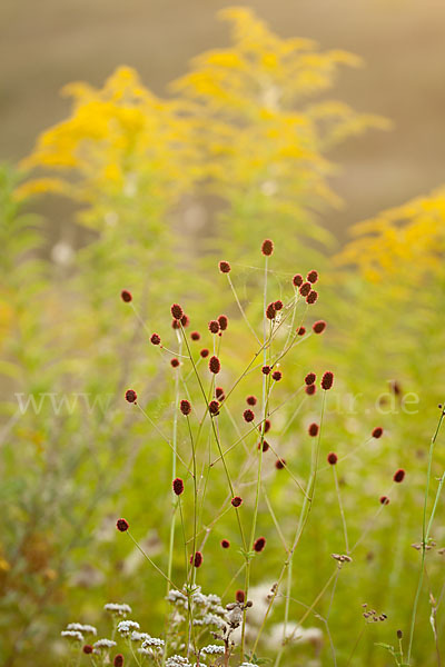 Großer Wiesenknopf (Sanguisorba officinalis)