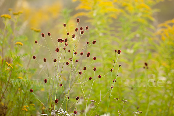 Großer Wiesenknopf (Sanguisorba officinalis)