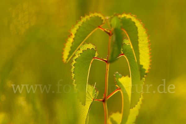 Großer Wiesenknopf (Sanguisorba officinalis)