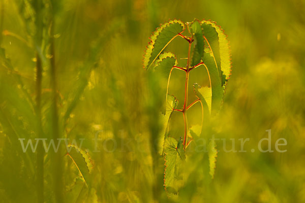 Großer Wiesenknopf (Sanguisorba officinalis)