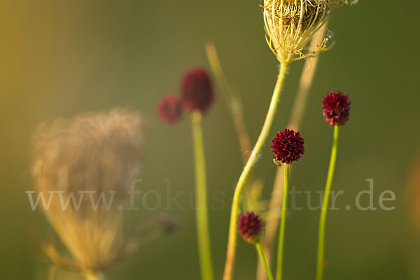 Großer Wiesenknopf (Sanguisorba officinalis)