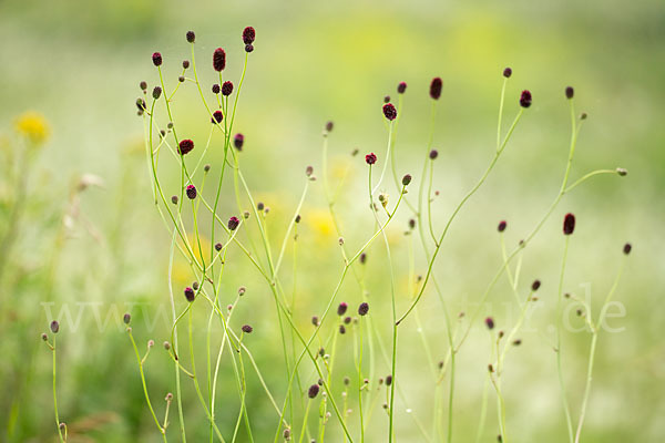 Großer Wiesenknopf (Sanguisorba officinalis)