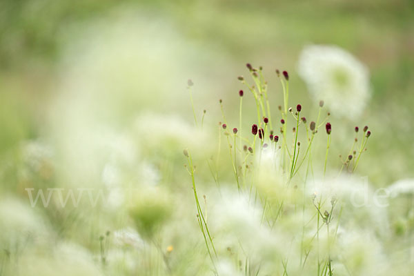 Großer Wiesenknopf (Sanguisorba officinalis)