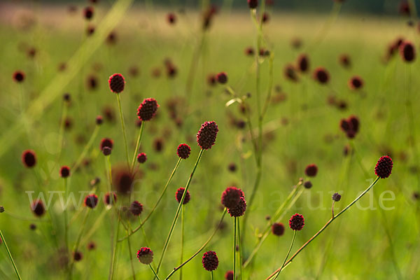 Großer Wiesenknopf (Sanguisorba officinalis)