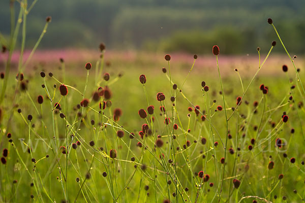 Großer Wiesenknopf (Sanguisorba officinalis)