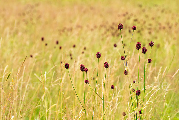 Großer Wiesenknopf (Sanguisorba officinalis)