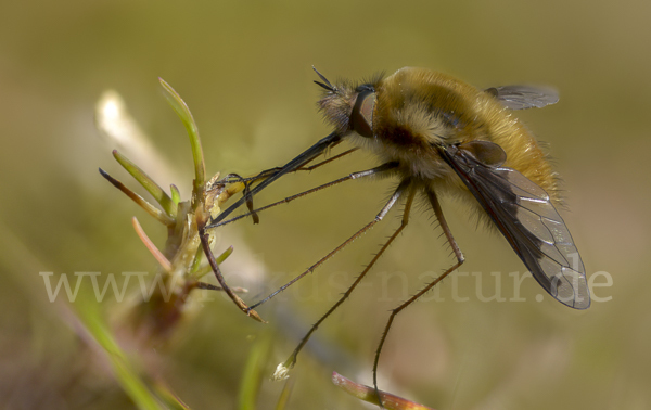 Großer Wollschweber (Bombylius major)