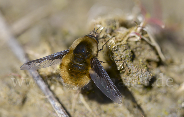 Großer Wollschweber (Bombylius major)