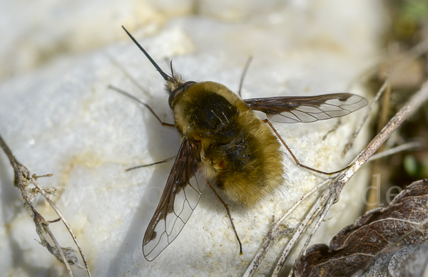 Großer Wollschweber (Bombylius major)