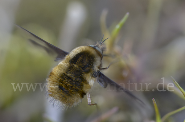 Großer Wollschweber (Bombylius major)