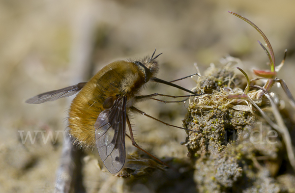 Großer Wollschweber (Bombylius major)