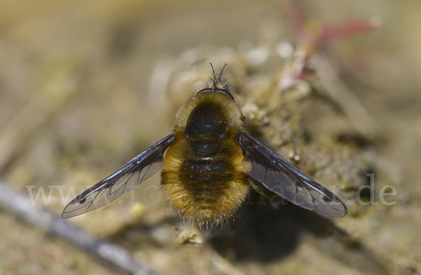 Großer Wollschweber (Bombylius major)