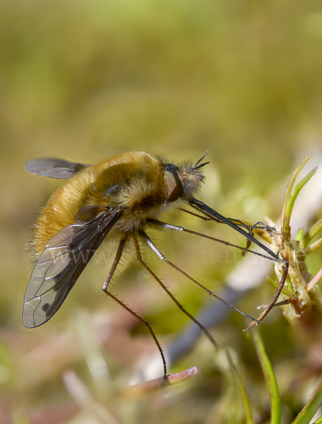 Großer Wollschweber (Bombylius major)