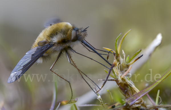 Großer Wollschweber (Bombylius major)