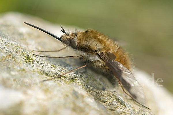 Großer Wollschweber (Bombylius major)