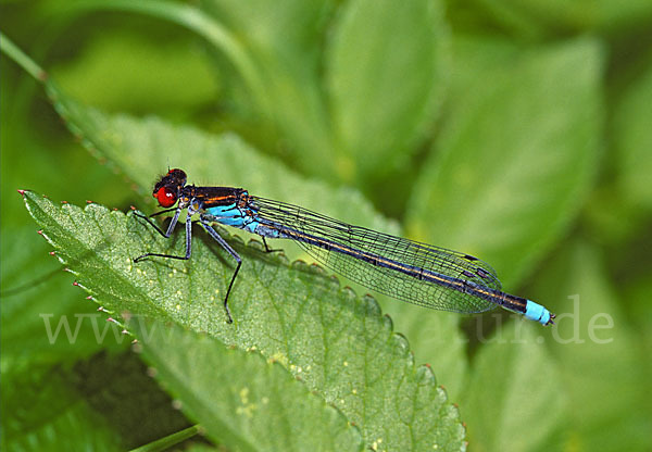 Großes Granatauge (Erythromma najas)