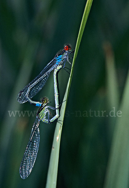 Großes Granatauge (Erythromma najas)