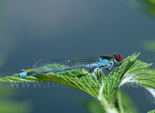 Großes Granatauge (Erythromma najas)