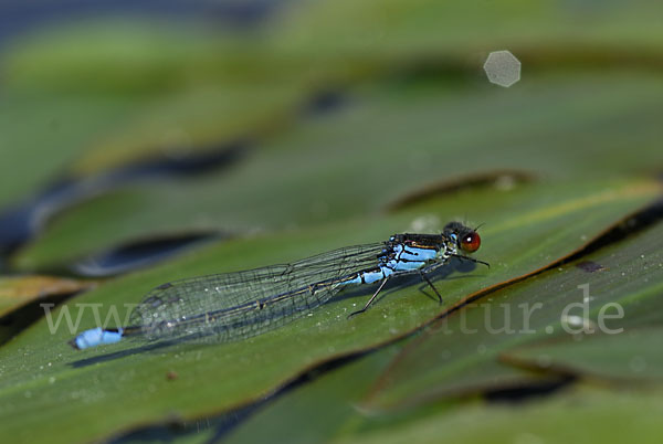 Großes Granatauge (Erythromma najas)