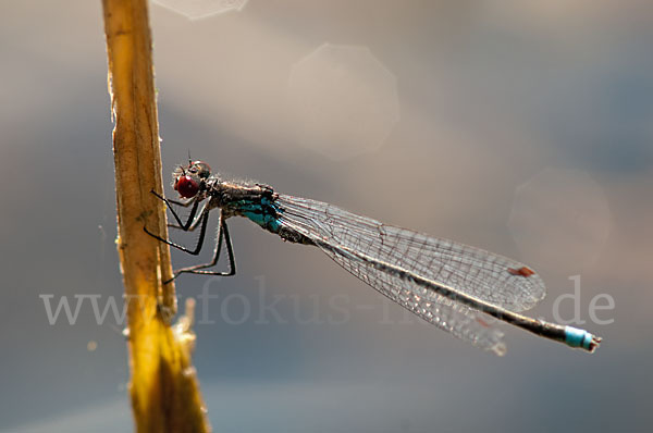 Großes Granatauge (Erythromma najas)