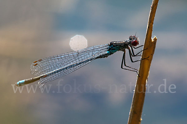 Großes Granatauge (Erythromma najas)