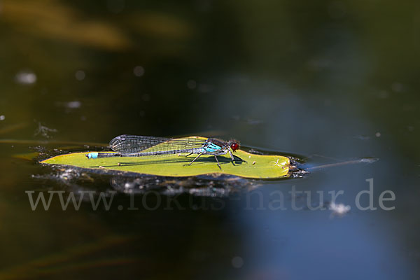 Großes Granatauge (Erythromma najas)