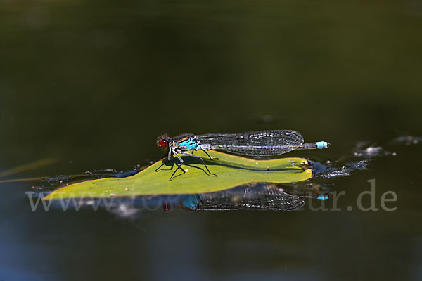 Großes Granatauge (Erythromma najas)