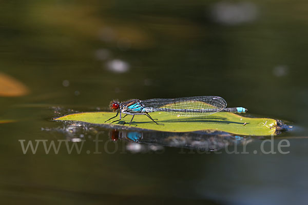 Großes Granatauge (Erythromma najas)