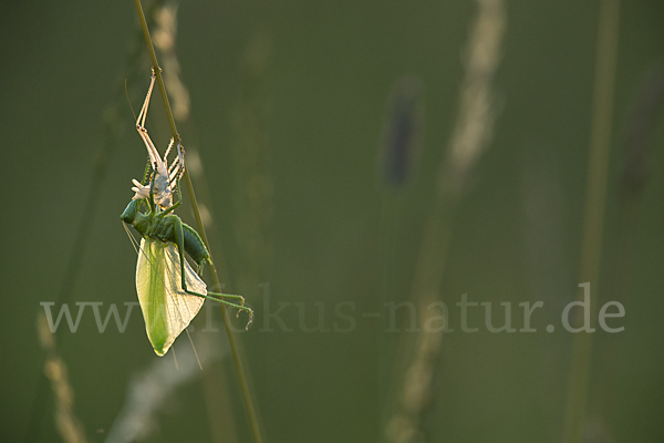 Großes Heupferd (Tettigonia viridissima)