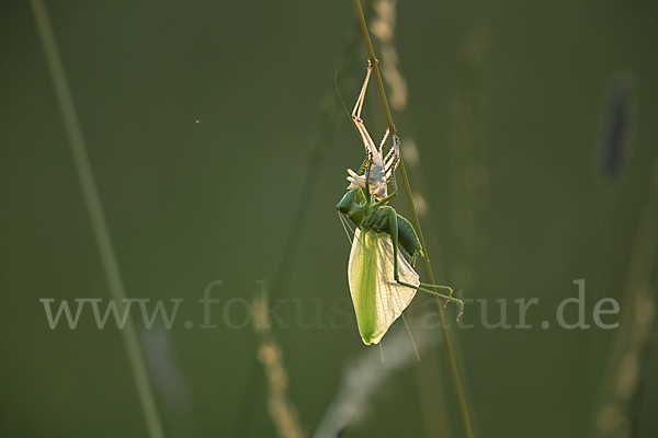 Großes Heupferd (Tettigonia viridissima)