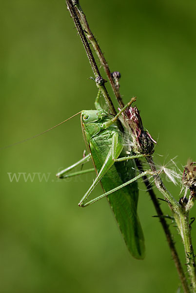 Großes Heupferd (Tettigonia viridissima)