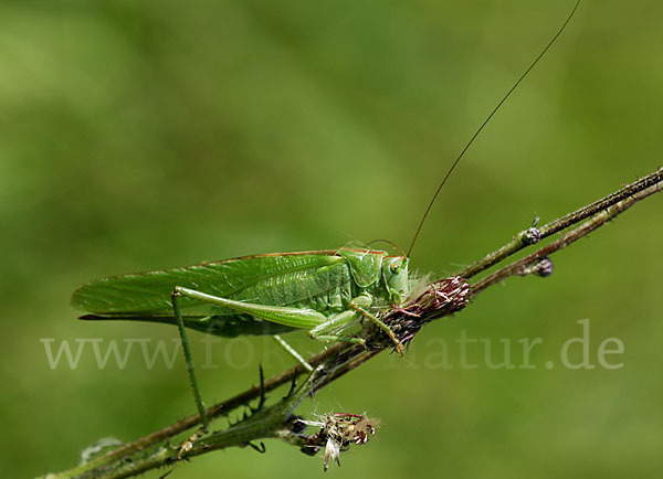 Großes Heupferd (Tettigonia viridissima)