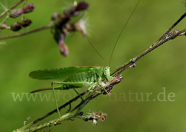 Großes Heupferd (Tettigonia viridissima)