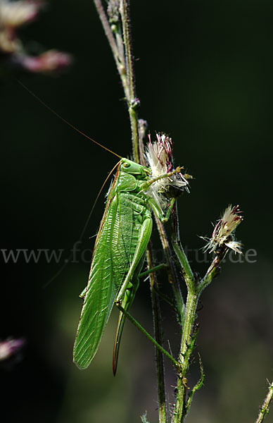 Großes Heupferd (Tettigonia viridissima)