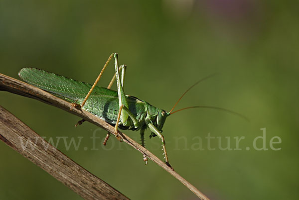 Großes Heupferd (Tettigonia viridissima)