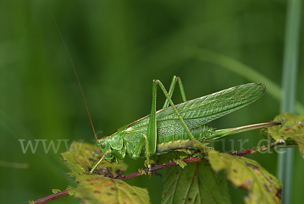 Großes Heupferd (Tettigonia viridissima)