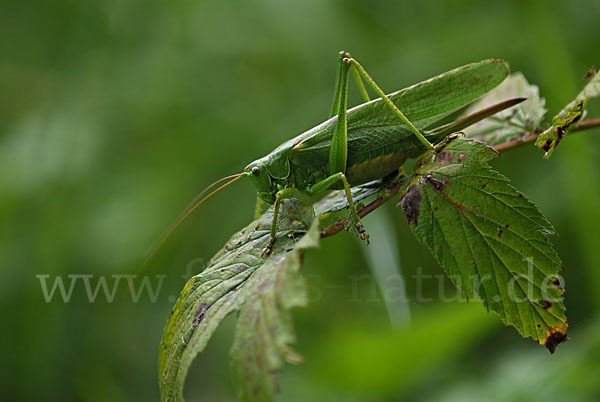 Großes Heupferd (Tettigonia viridissima)