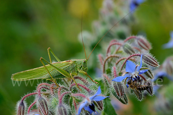 Großes Heupferd (Tettigonia viridissima)